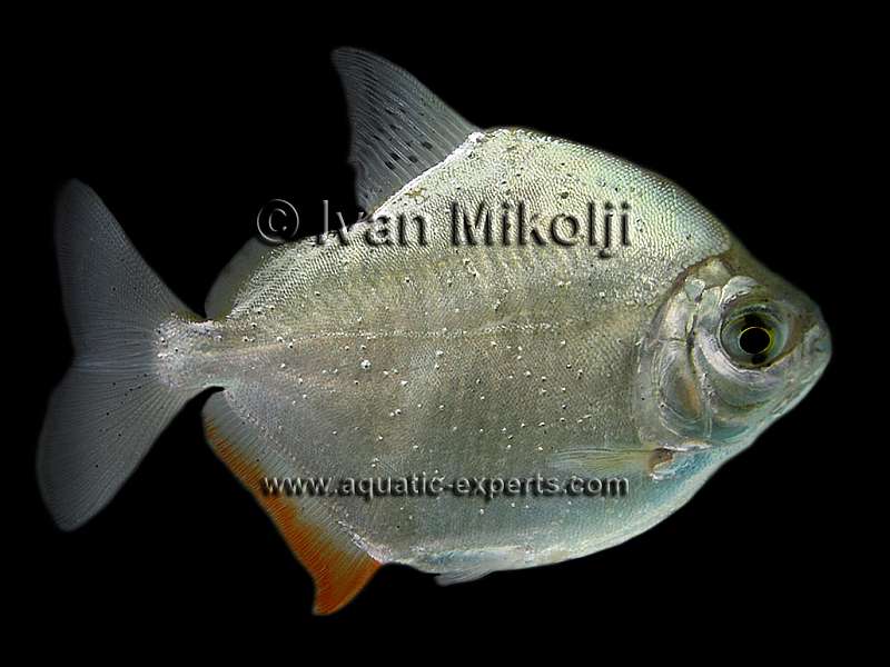 peces de agua dulce de venezuela